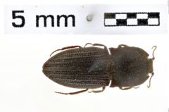 Foto (Dorsalansicht) von Agrypnus divaricatus (Candèze, 1865)